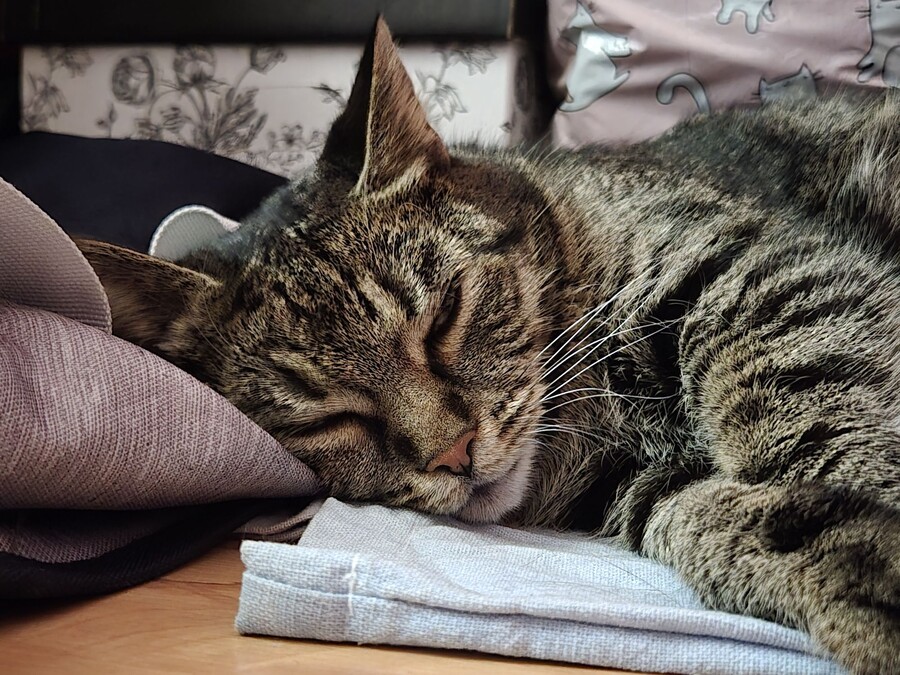 macska