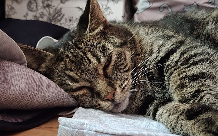 macska